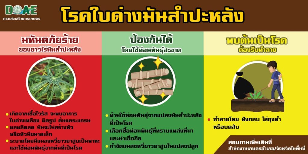 เผยประกันรายได้มันฯ-ข้าวโพด ปี 2 เกษตรกรต้องขึ้นทะเบียนกับกรมส่งเสริมการเกษตร