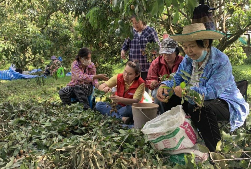 แม็คโคร ผุดโครงการ “ลำไย ปันสุข...คืนสุข สู่สังคม” ทุกการซื้อ 1 กก. บริจาค 1 บาท ซื้อสิ่งของจำเป็น อุปกรณ์การแพทย์ สนับสนุนแรงงานสูงอายุในท้องถิ่น เชื่อมโยงธุรกิจสู่ชุมชนยั่งยืน