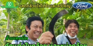 วิธีตัดแต่งใบกล้วยและหน่อกล้วยให้ได้หวีใหญ่สไตล์สมชาย แซ่ตัน จ.กาญจนบุรี