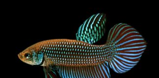 โครงการทรัพยากรชีวภาพปลากัดแห่งชาติ ประสบความสำเร็จในการถอดรหัสพันธุกรรมของจีโนมไมโทคอนเดรียของปลากัดป่ามหาชัยได้เป็นครั้งแรกของโลก