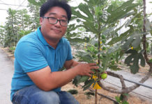 “เดอะ ฟิกเนเจอร์” ปลูกมะเดื่อฝรั่งในโรงเรือน ธ.ก.ส.หนุนสุดๆทำสวนเพื่อท่องเที่ยวที่ชลบุรี