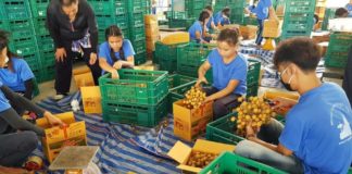 เกษตรฯ สั่ง Fruit Board ประชุมเยียวยาชาวสวนลำไย ปี’63 เสนอ ครม.วงเงินกว่า 3 พันล้านบาท