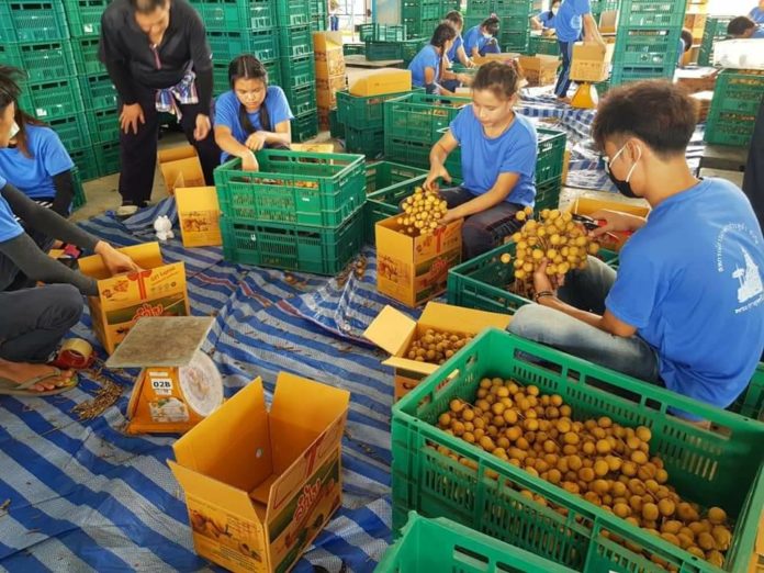 เกษตรฯ สั่ง Fruit Board ประชุมเยียวยาชาวสวนลำไย ปี’63 เสนอ ครม.วงเงินกว่า 3 พันล้านบาท