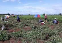 หนุนเกษตรกรปลูก “ถั่วลิสงพันธุ์พระราชทาน” สินค้า Future Crop จ.นครราชสีมา สร้างรายได้งาม