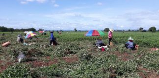 หนุนเกษตรกรปลูก “ถั่วลิสงพันธุ์พระราชทาน” สินค้า Future Crop จ.นครราชสีมา สร้างรายได้งาม