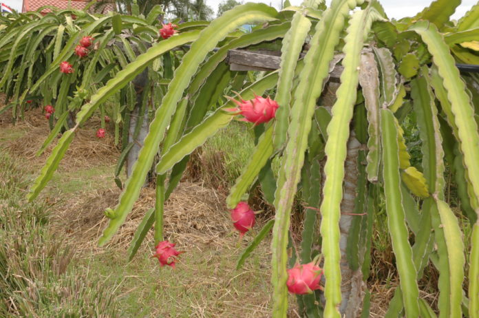 เฝ้าระวังโรคลำต้นจุดสีน้ำตาลและผลเน่าในแก้วมังกร