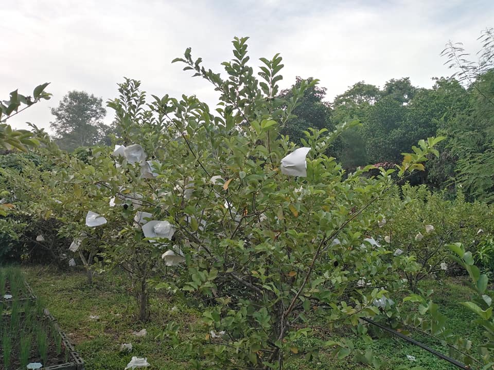 คนรุ่นใหม่ทำเกษตร โดยใช้บัญชีนำทาง ช่วยวิเคราะห์ วางแผนการผลิตและกำหนดราคาสินค้าได้เอง