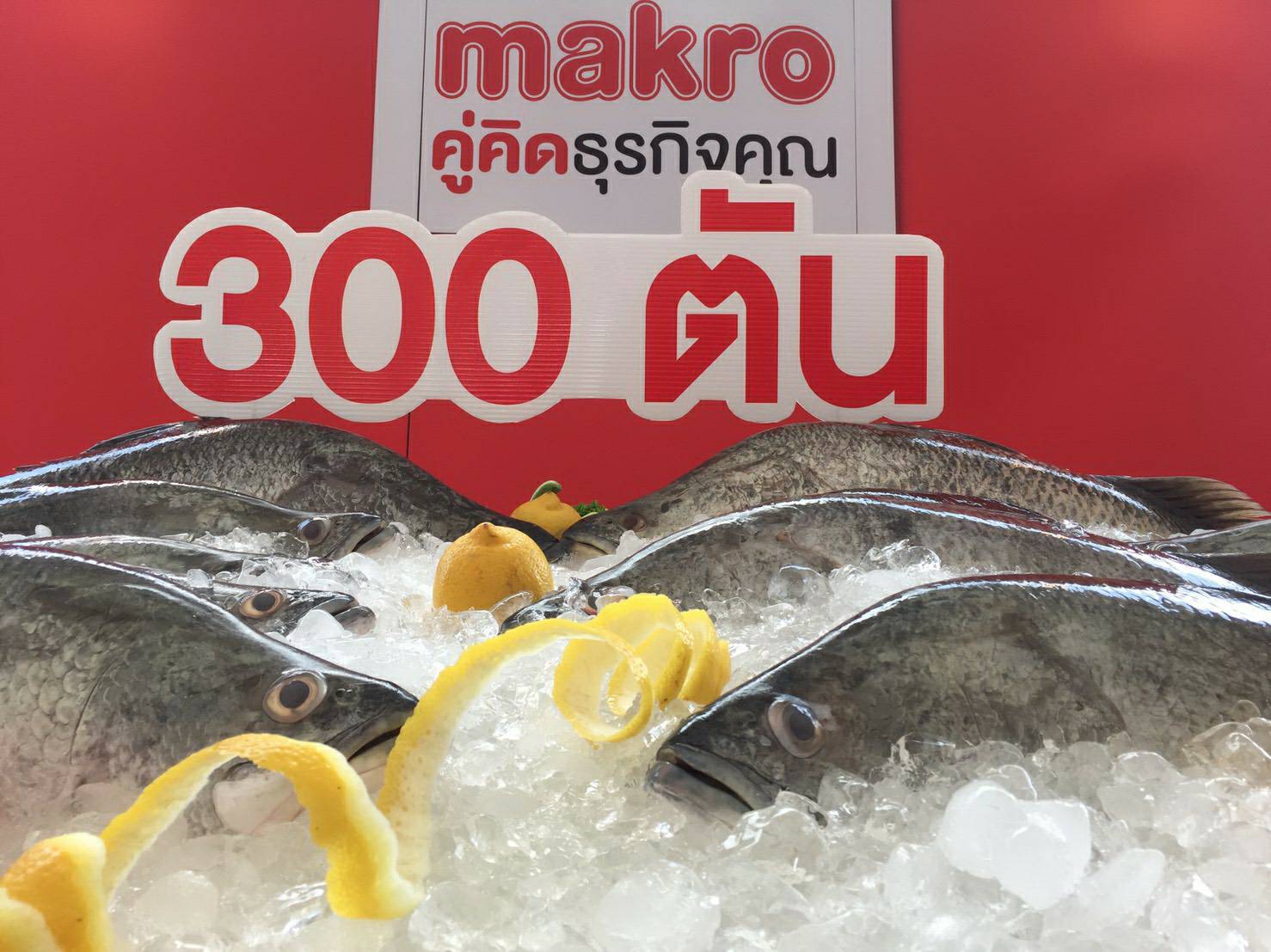 แม็คโคร ปลื้ม! ดันยอดรับซื้อปลากะพง ช่วยเกษตรกรระบายผลผลิตได้กว่า 300 ตัน หนุนสุดแรง เพิ่มวาไรตี้แล่หั่นชิ้น ชูเป็นไอเท็มเด็ด พร้อมจัดโปรโมชั่น-โรดโชว์ กระตุ้นการบริโภค