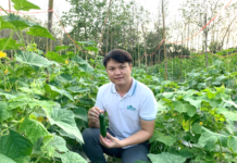 เกษตรกรยุคใหม่ ปลูกแตงกวาหอมเตย อะโรมาติก สร้างมูลค่าผลิตผลด้วยจุดขายที่แตกต่าง