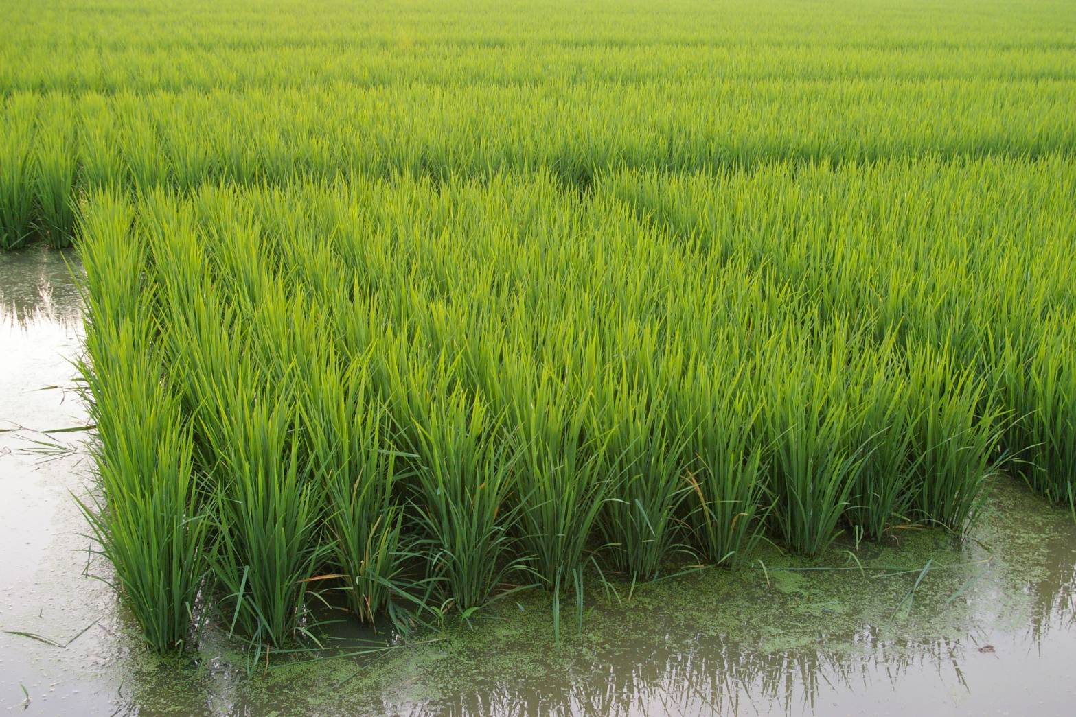 ผลักดันเกษตรอินทรีย์ไทย ยืนหนึ่งอาเซียน เดินหน้าแผนปฏิบัติการขยายพื้นที่เกษตรอินทรีย์ 1.3 ล้านไร่ ในปี 65