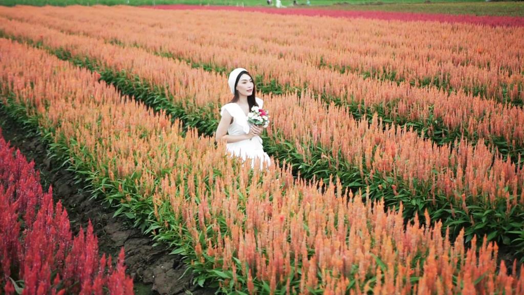 กรมส่งเสริมการเกษตรชวนท่องเที่ยวงาน “ดอกไม้บานที่เหมืองแก้ว ครั้งที่ 2” รับลมหนาว จ.เชียงใหม่