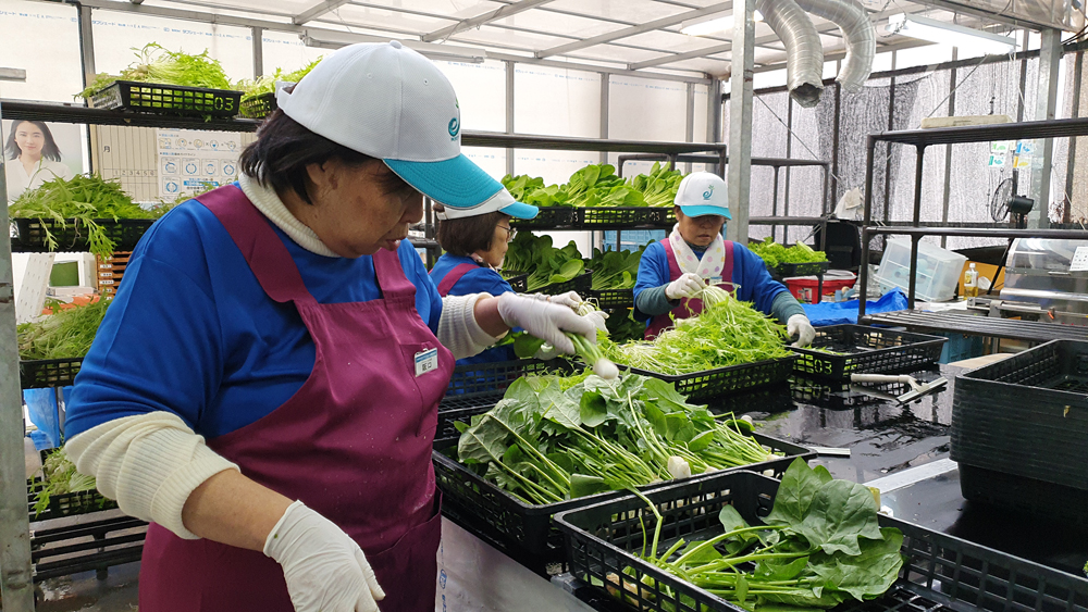 ชมโรงงานปลูกผัก “คูโบต้าฟาร์ม-ญี่ปุ่น” 
