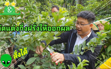 วิธีตัดแต่งกิ่งฝรั่งให้ออกผลตามสั่ง โดย อ.รัฐพล ฉัตรบรรยงค์ ม.เกษตรศาสตร์