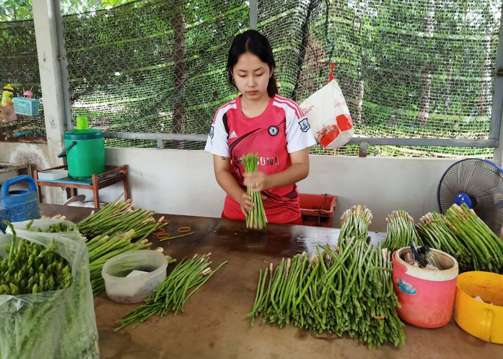 พิษโควิด กรมส่งเสริมการเกษตร เปิดเวทีช่วยเจรจา เกษตรกรหน่อไม้ฝรั่งส่งออกญี่ปุ่น