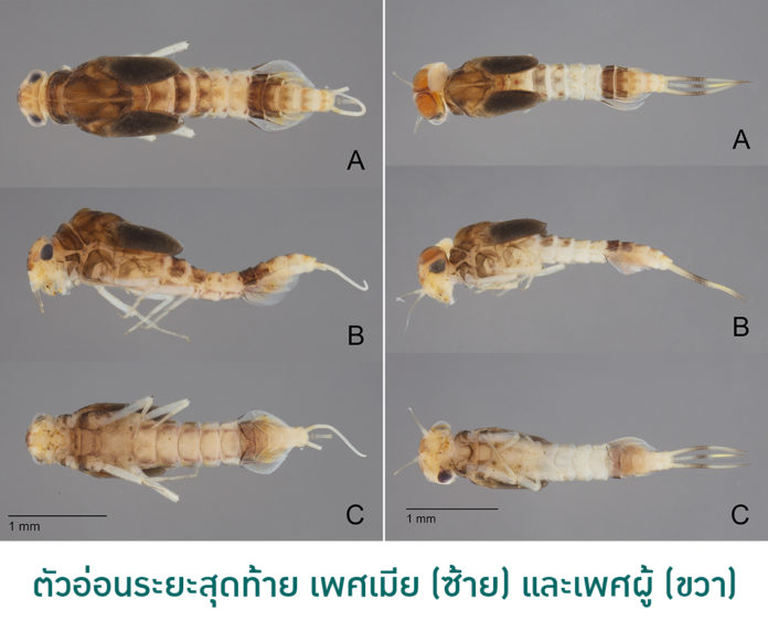 ม.เกษตรฯค้นพบ 