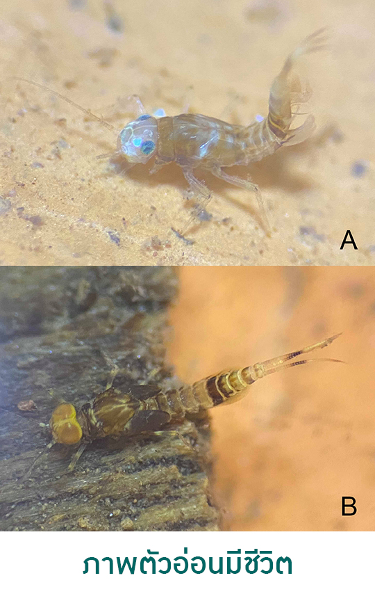  ม.เกษตรฯค้นพบ  "แมลงชีปะขาวสกุลใหม่ของโลก" ที่กาญจนบุรีและเลย