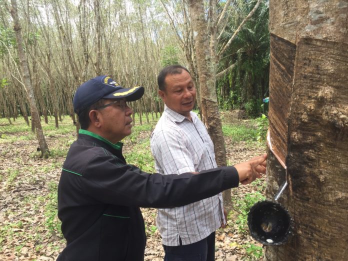 สำนักงานเกษตร กระบี่ เตือนชาวสวนยางพารา เฝ้าระวังโรคใบร่วงของยางพาราจากเชื้อราไฟทอปธอร่า ระบาด ในช่วงหน้าฝน