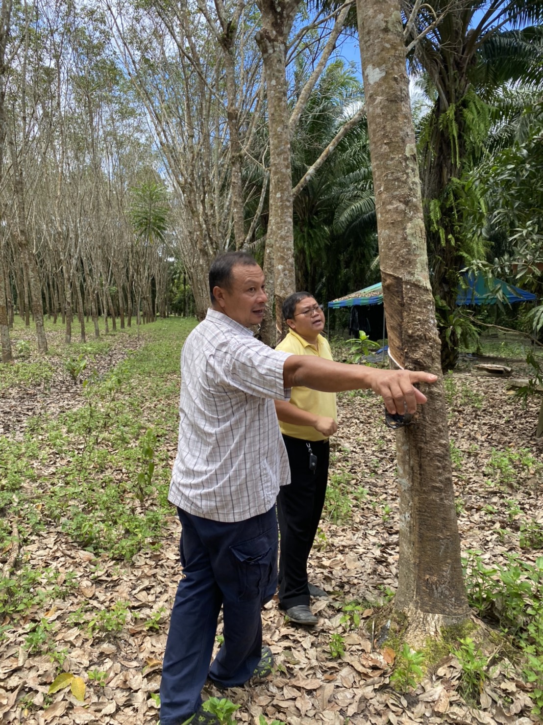 สำนักงานเกษตร กระบี่ เตือนชาวสวนยางพารา เฝ้าระวังโรคใบร่วงของยางพาราจากเชื้อราไฟทอปธอร่า ระบาด ในช่วงหน้าฝน