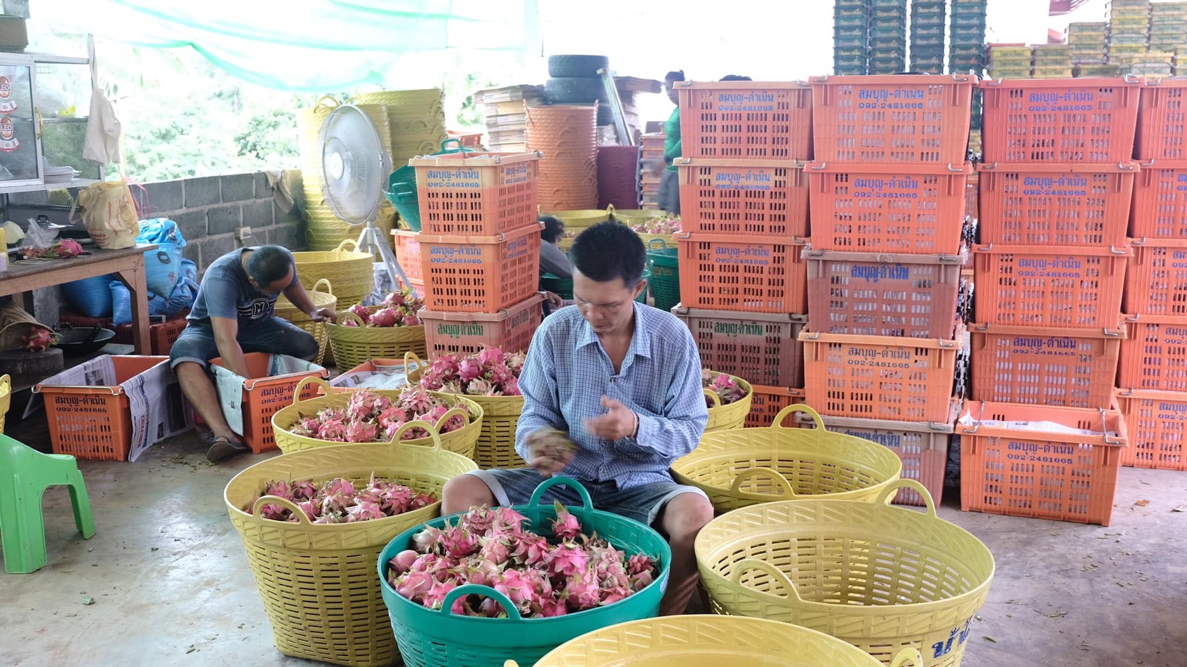 กรมส่งเสริมการเกษตรลงพื้นที่ จ.เลย สั่งการเจ้าหน้าที่เร่งแก้ปัญหา “แก้วมังกร” ราคาตกต่ำ