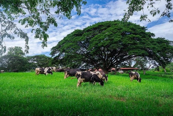 13ปี การเปิดบริการท่องเที่ยวเชิงเกษตร อ.ส.ค. เตรียมปรับโฉมเส้นทางท่องเที่ยวฟาร์มโคนมไทย-เดนมาร์ค