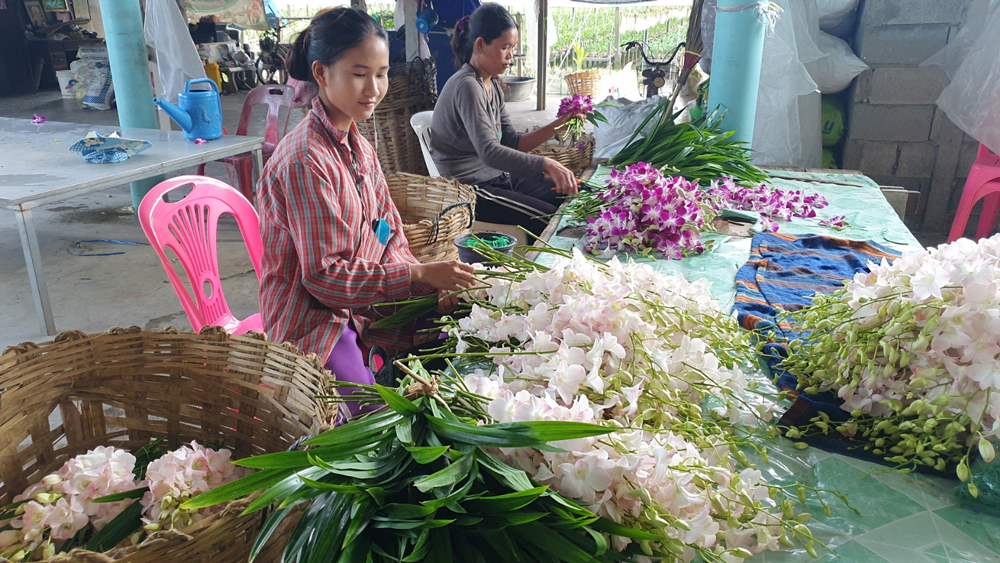 พนักงานกำลังเตรียมกล้วยไม้เพื่อการส่งออกไปประเทศจีน 