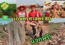 แจกฟรี!! พันธุ์มันสำปะหลังเกษตรศาสตร์ 80 ทนแล้ง แป้งสูง-ธันวาคมนี้