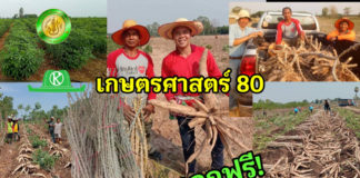 แจกฟรี!! พันธุ์มันสำปะหลังเกษตรศาสตร์ 80 ทนแล้ง แป้งสูง-ธันวาคมนี้