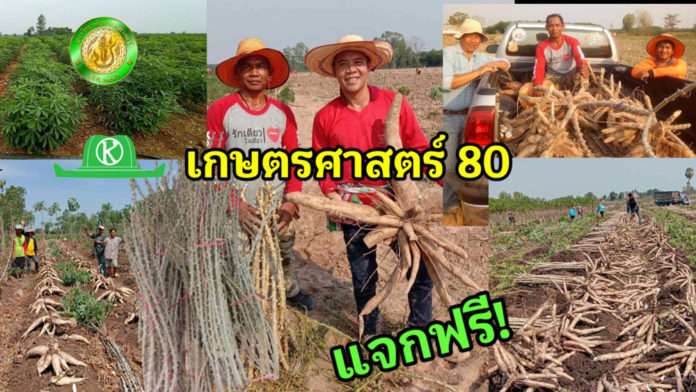 แจกฟรี!! พันธุ์มันสำปะหลังเกษตรศาสตร์ 80 ทนแล้ง แป้งสูง-ธันวาคมนี้