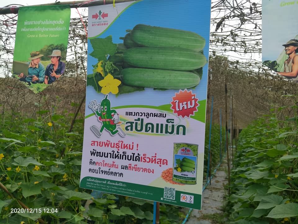 "ศรแดง" พลิกวิกฤตเป็นโอกาส “โรคโควิดแค่เพื่อน” ส่งเมล็ดพันธุ์ "สปีดแม็ก" ลุยตลาด