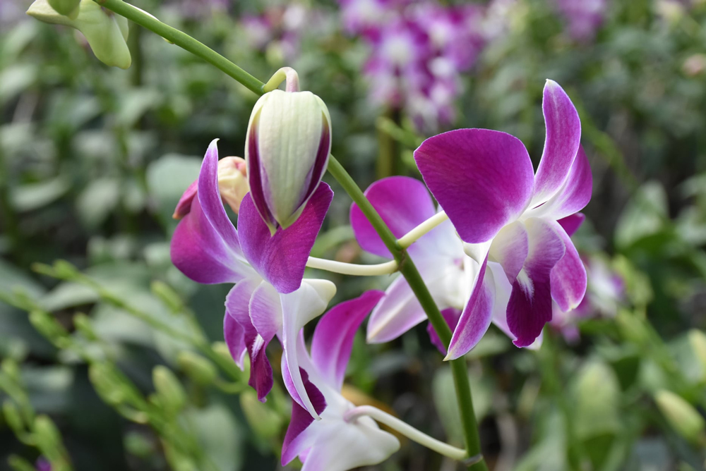 กล้วยไม้สกุลหวายพันธุ์ปอมโจแดงเป็นกล้วยไม้ยอดนิยมและเป็นหัวใจของ NPP ORCHID 