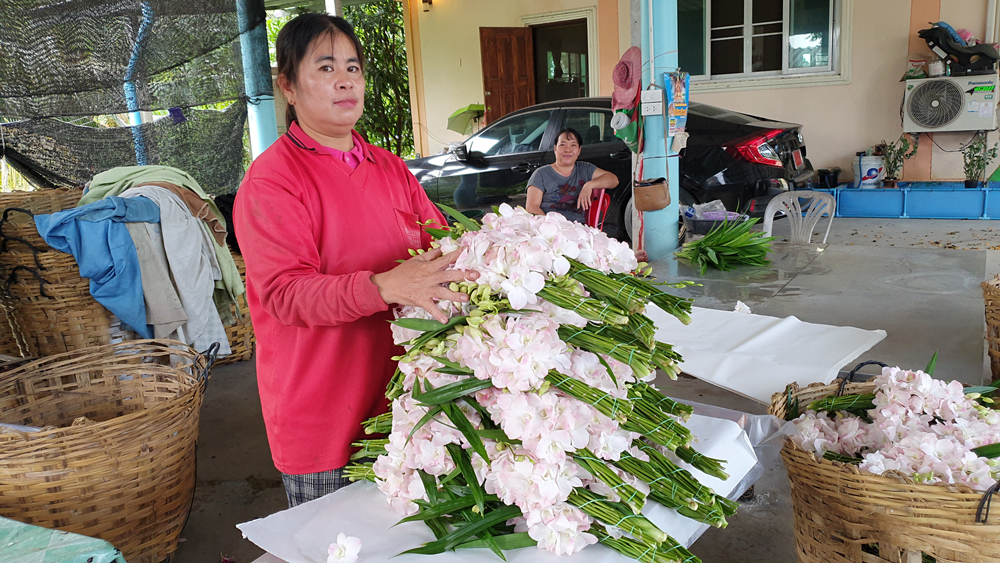 สวนกล้วยไม้ตัดดอก 40 ไร่ ที่นนทบุรี 