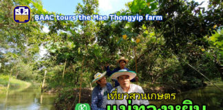 ครบเครื่องเรื่องสุข ที่ “สวนเกษตรแม่ทองหยิบ” ความงามแห่งวิถีชาวสวน ใต้เงาของต้นไม้กอดกัน ค