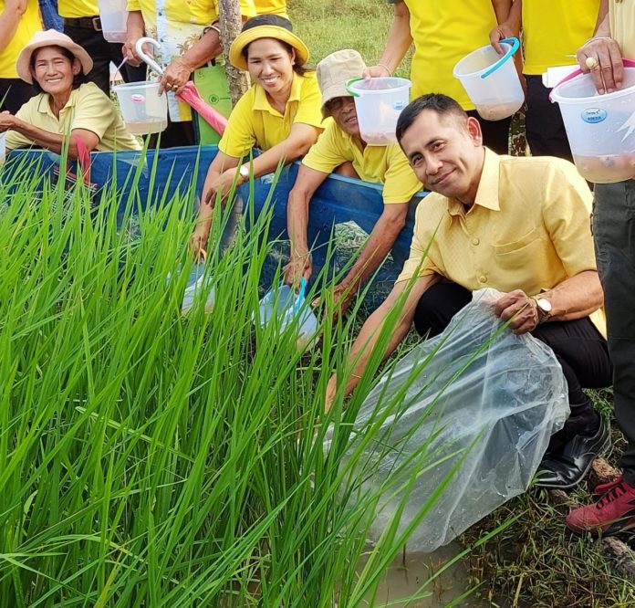 ม.ทักษิณ รวมพลังคนดอนประดู่ น้อมรำลึกในพระมหากรุณาธิคุณ ร.9 สืบสานศาสตร์พระราชา ทำนาสร้างสุข ในวันพ่อแห่งชาติ