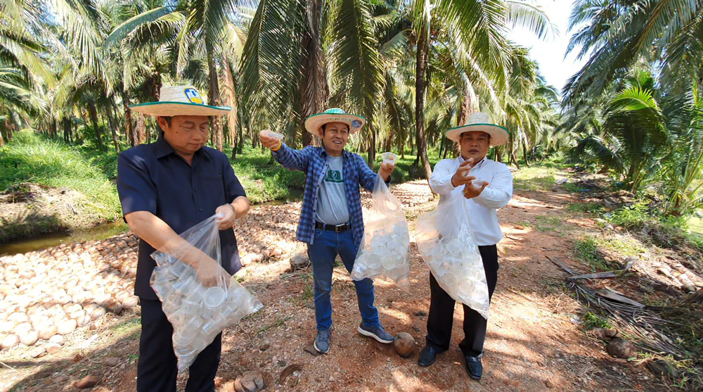 ที่สวนมะพร้าวน้ำหอมอินทรีย์ ของคุณประยูร วิสุทธิไพศาล เราร่วมกันปล่อยแตนเบียนเพื่อช่วยปราบแมลงที่เป็นศัตรู...