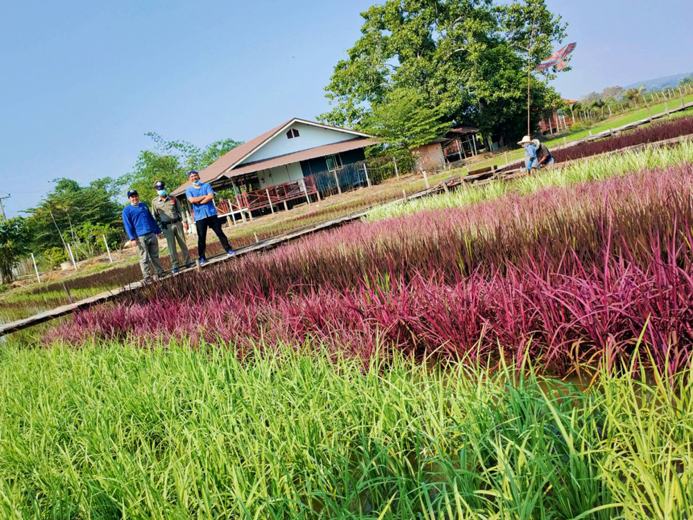 ปลูกข้าวสรรพสี (ข้าว 7 สี) “ทำนาเพื่อการท่องเที่ยว” 