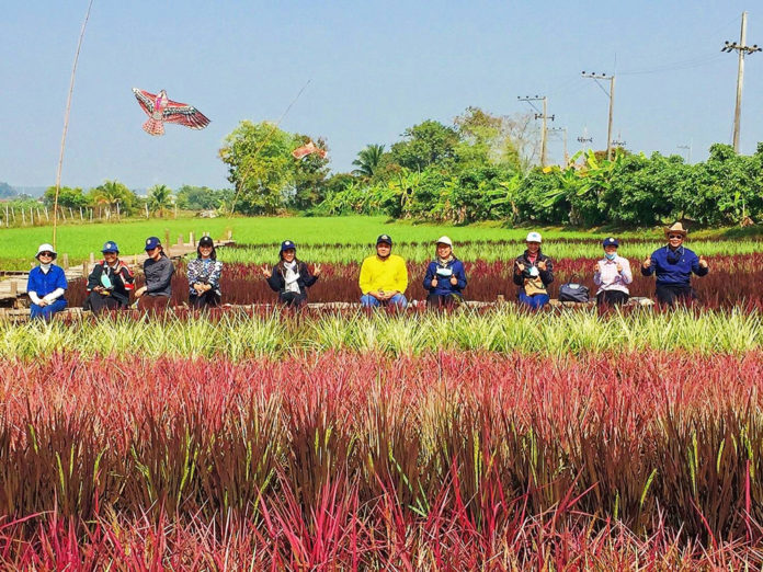 ปลูกข้าวสรรพสี (ข้าว 7 สี) “ทำนาเพื่อการท่องเที่ยว” ฝันยิ่งใหญ่ของทายาทเกษตรกรไทย