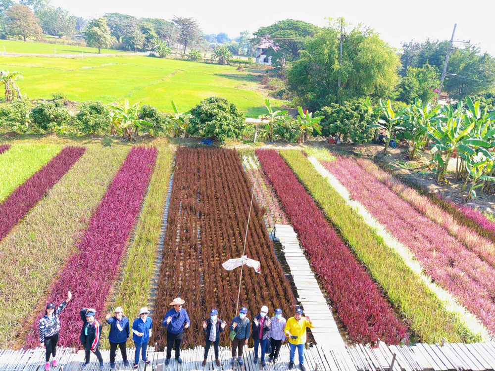 ปลูกข้าวสรรพสี (ข้าว 7 สี) “ทำนาเพื่อการท่องเที่ยว” 