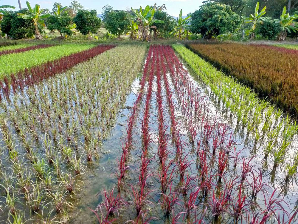 ปลูกข้าวสรรพสี (ข้าว 7 สี) “ทำนาเพื่อการท่องเที่ยว” 