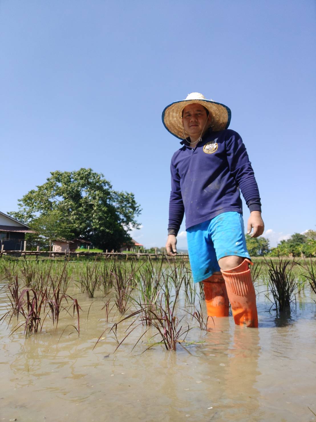 ว่าที่ ร.ต.ธเนศ แซวหลี เจ้าของ Rainbow Rice บ้านซาง...ลงมือปลูกข้าวสรรพสีกับครอบครัว