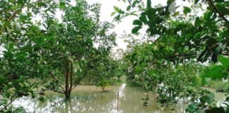 สั่ง จนท.เกษตรฯ เตรียมฟื้นฟูสวนไม้ผลที่ได้รับผลกระทบจากน้ำท่วมในภาคใต้