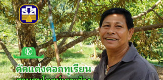 การตัดแต่งดอกทุเรียน สวนสมโภชน์เกาะช้าง