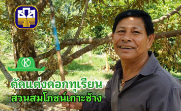 การตัดแต่งดอกทุเรียน สวนสมโภชน์เกาะช้าง