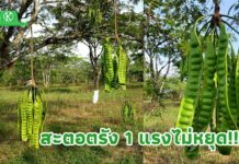 ตรัง 1 สะตอนอกฤดูพันธุ์แรกกรมวิชาการเกษตร กระแสตอบรับปังสร้างรายได้เพิ่มให้เกษตรกรถึง 4 เท่า