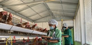 ซีพีเอฟร่วมเติมประสบการณ์ เยาวชนไทยวิถีใหม่ แหล่งเรียนรู้ ในโครงการ"เลี้ยงไก่ไข่เพื่ออาหารกลางวันนักเรียน"