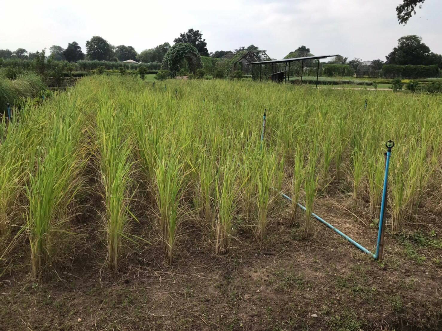 กรมการข้าวถวายเมล็ดพันธุ์ข้าวพันธุ์ดี แด่สมเด็จพระกนิษฐาธิราชเจ้า กรมสมเด็จพระเทพรัตนราชสุดาฯ