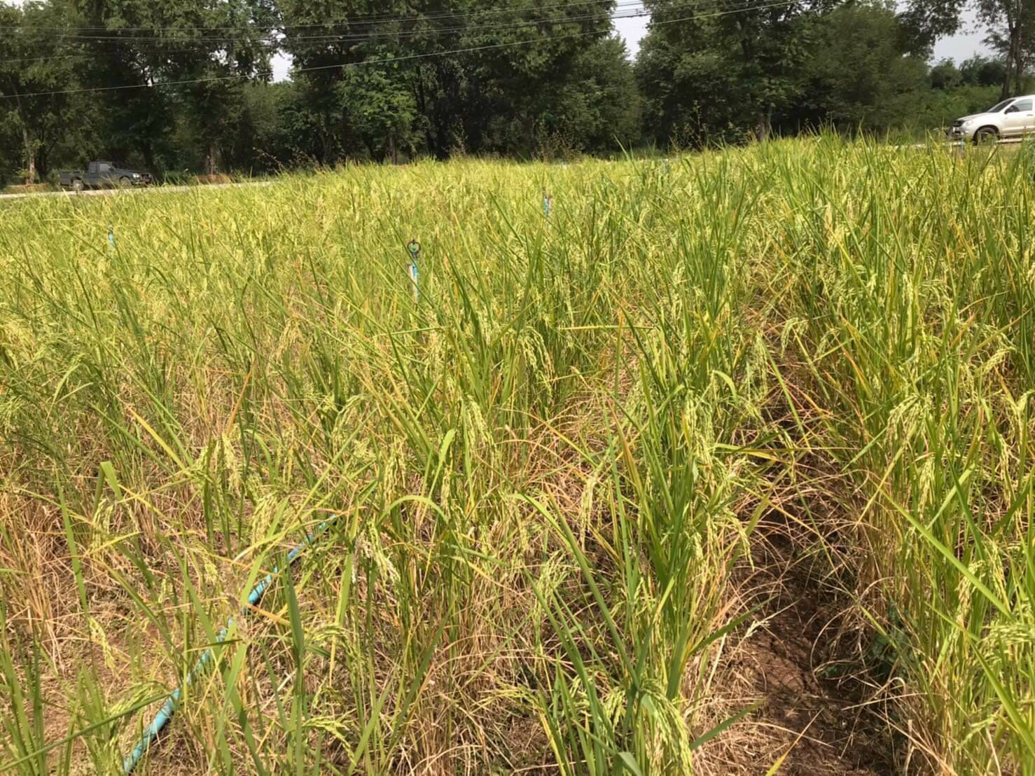 กรมการข้าวถวายเมล็ดพันธุ์ข้าวพันธุ์ดี แด่สมเด็จพระกนิษฐาธิราชเจ้า กรมสมเด็จพระเทพรัตนราชสุดาฯ