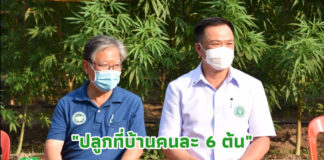 ปลดล็อคกัญชา “ปลูกที่บ้านคนละ 6 ต้น” สภาเกษตรฯ ดันต่อถึงมือเกษตรกร