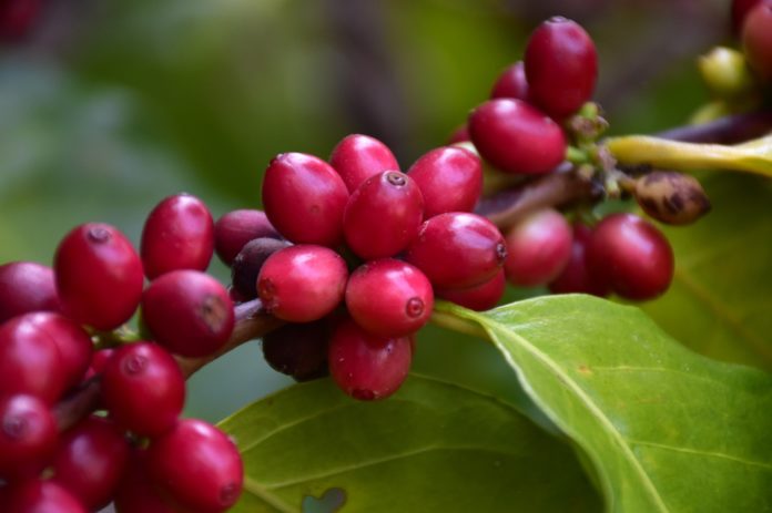 เครือซีพี ชูโมเดล “กาแฟสร้างอาชีพ” บ้านกองกาย เตรียมส่งต่อวิสาหกิจชุมชนแม่แจ่ม จ.เชียงใหม่