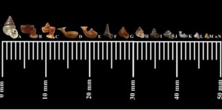 ทีมนักวิจัยร่วม ม.เกษตรศาสตร์ และ ม.บูรพา ค้นพบหอยทากจิ๋วปากแตร ชนิดใหม่ของโลก และมีขนาดเล็กที่สุดในโลก 0.64 มิลลิเมตร ที่จังหวัดสระแก้ว