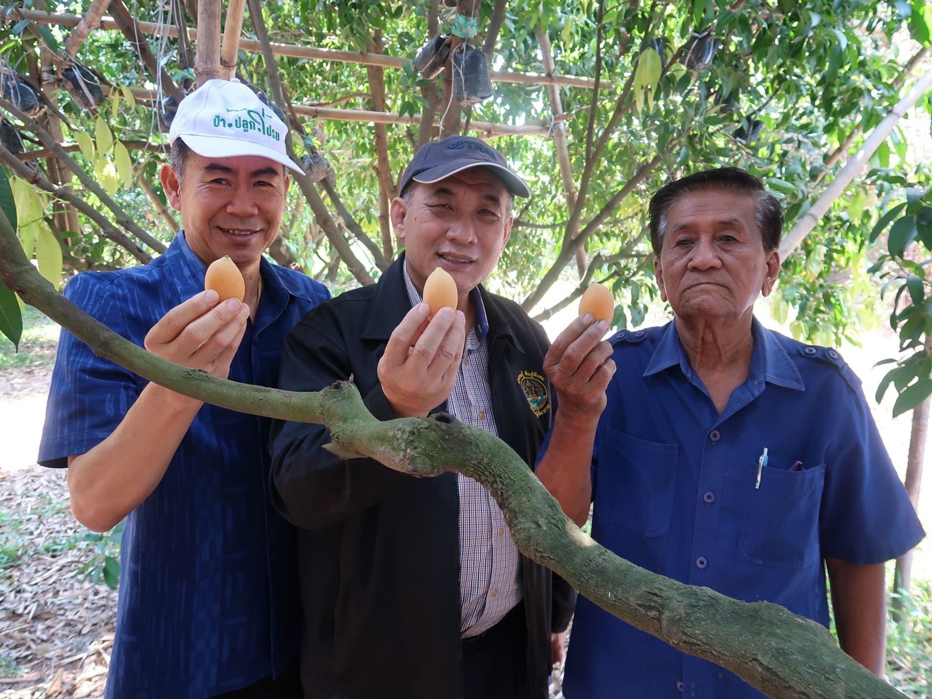 มะปรางหวานทองประมูลพรหมณี ผ่านฉลุย จ่อคิวรับความคุ้มครอง พันธุ์พืชพื้นเมืองเฉพาะถิ่น จ.นครนายก